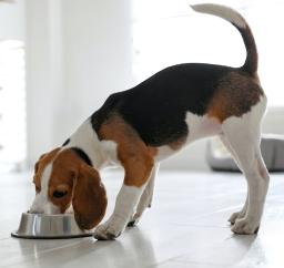 Dog - Food