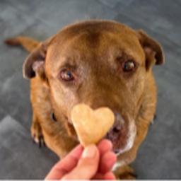 Dog - Treats