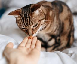 Cat - Treats