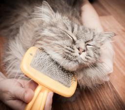 Veterinary Recommended - Cat Grooming