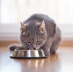 Cat - Food