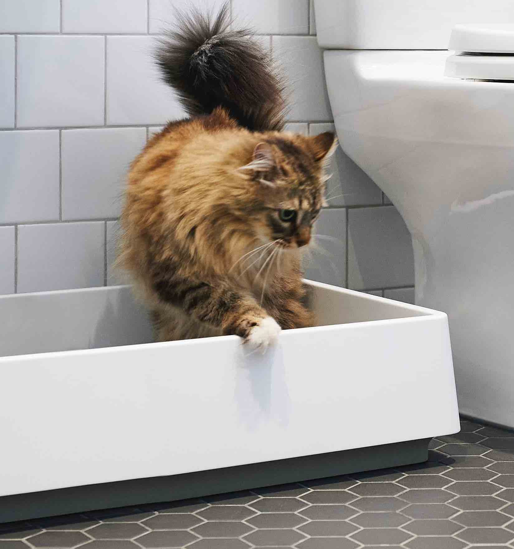 Cat - Cleaners & Deodorizers