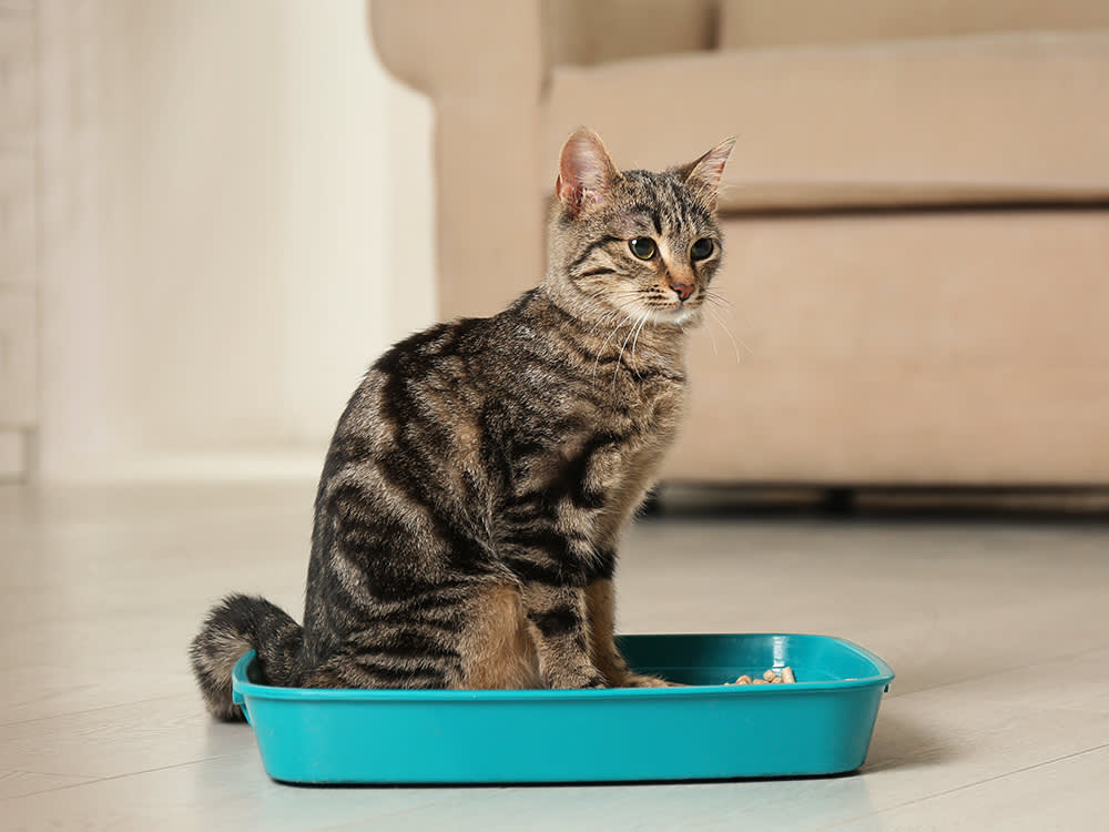 Cat - Litter & Accessories