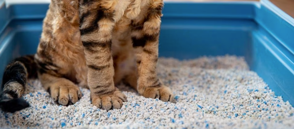 Cat - Litter