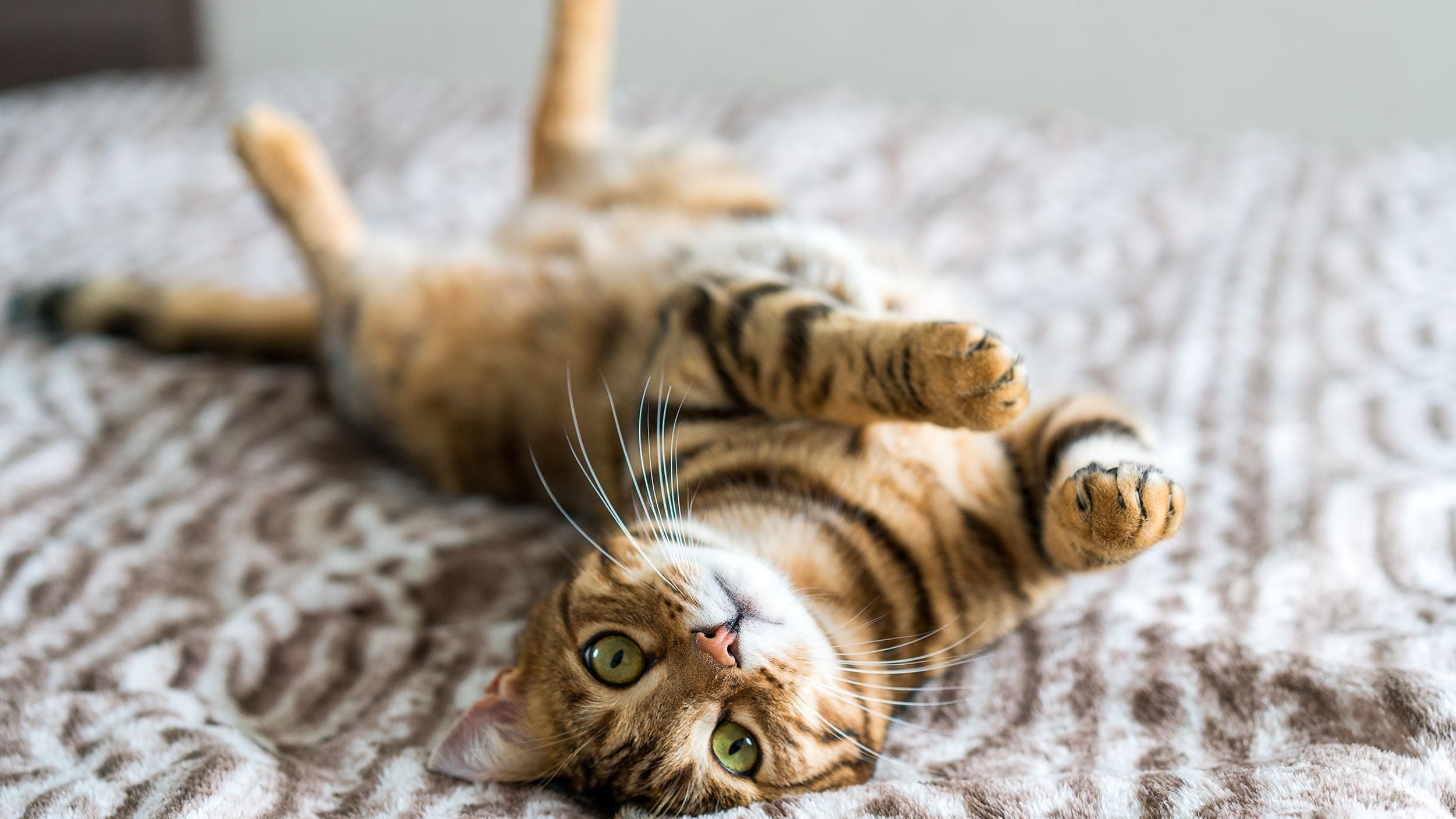 Cat - Supplies