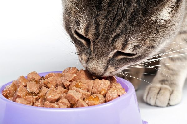 Cat - Wet Food