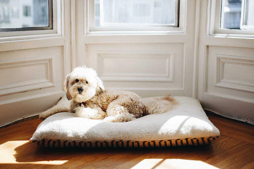 Dog - Beds