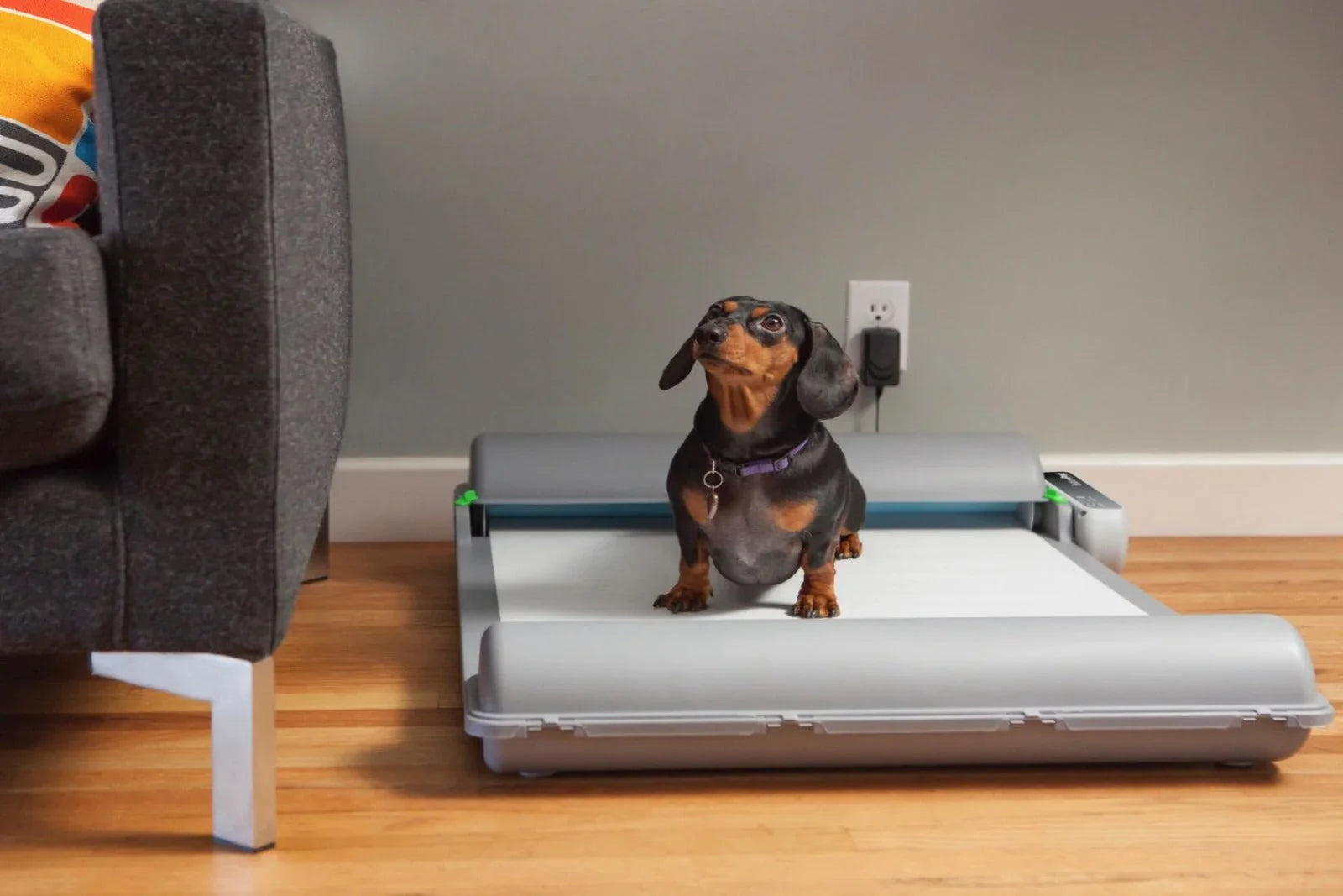 Dog - Cleaning & Potty