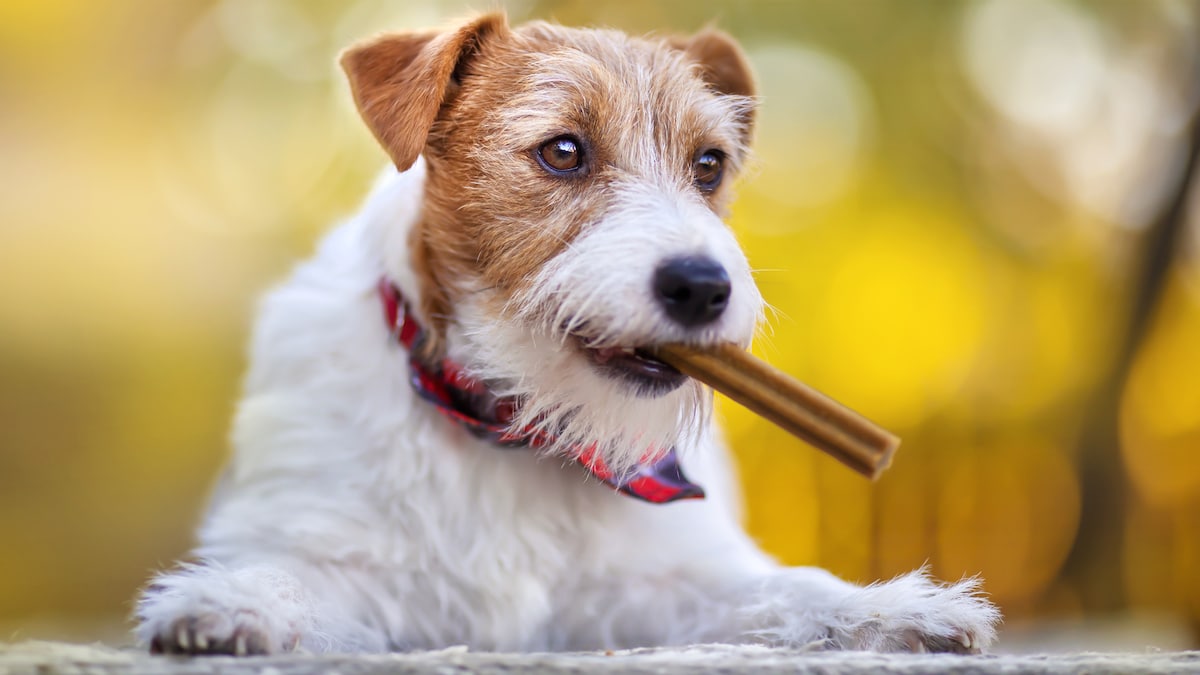 Dog - Dental Treats