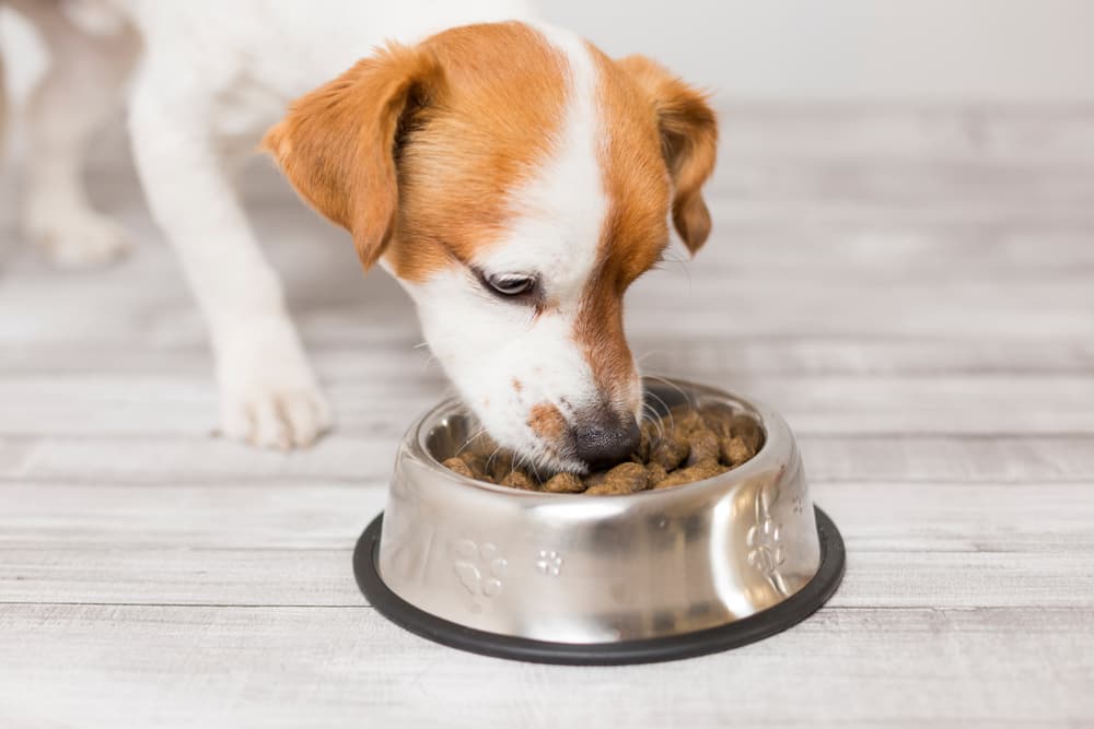 Dog - Dry Food