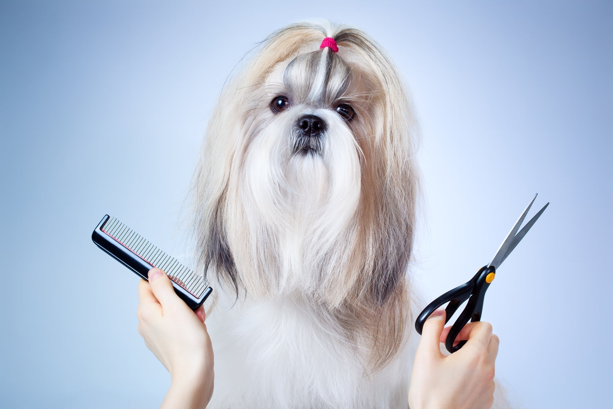 Dog - Grooming