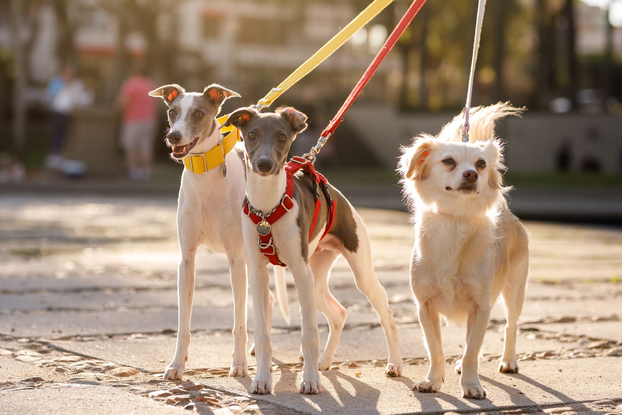 Dog - Leashes, Collars, & Harnesses