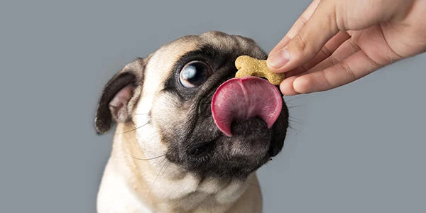 Dog - Training Treats