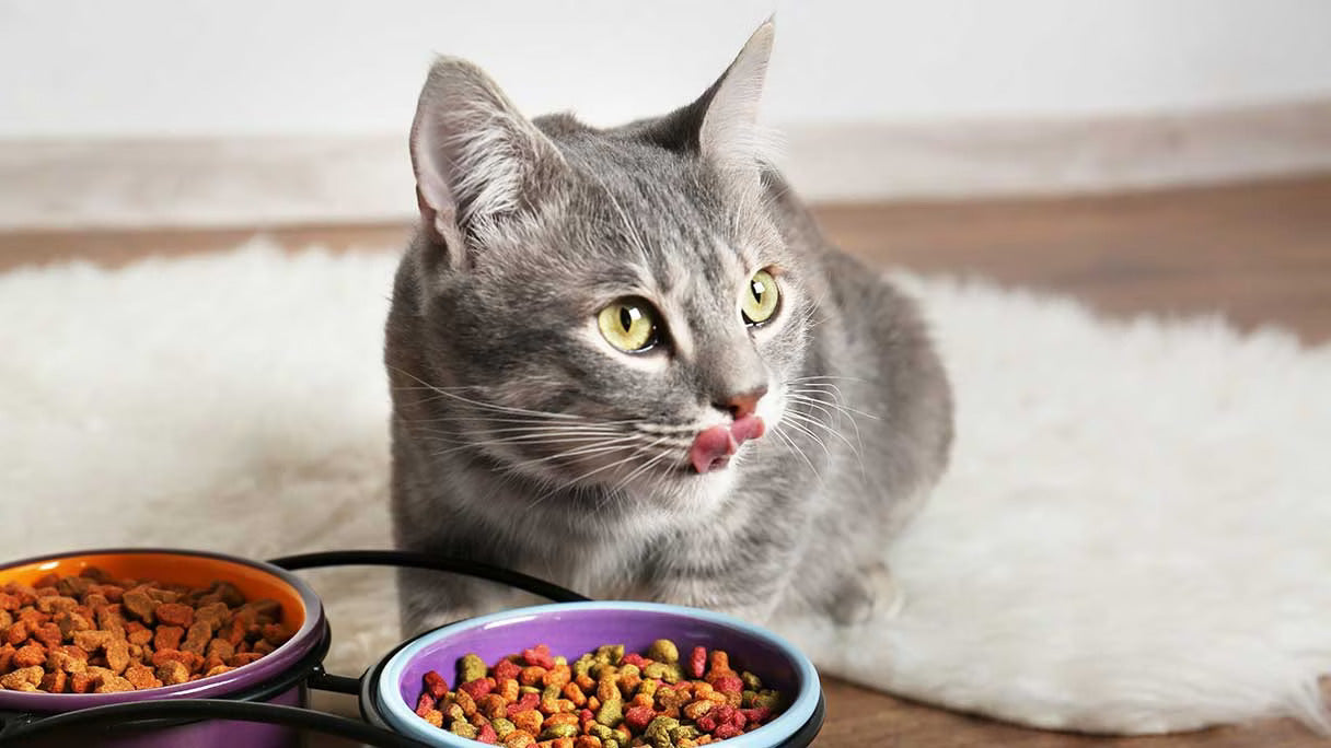 Cat - Dry Food