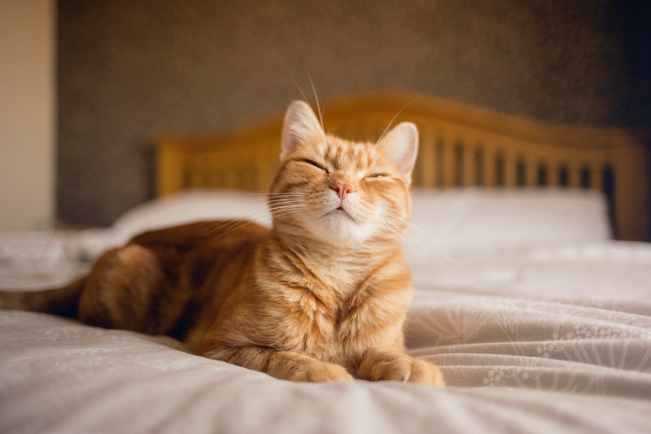 Top Deals - Cat Products