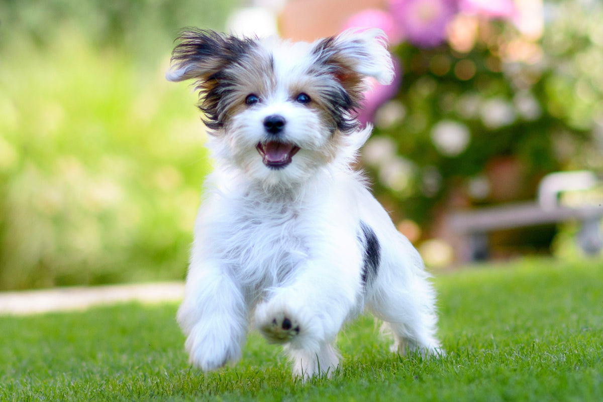 Top Deals - Dog Products