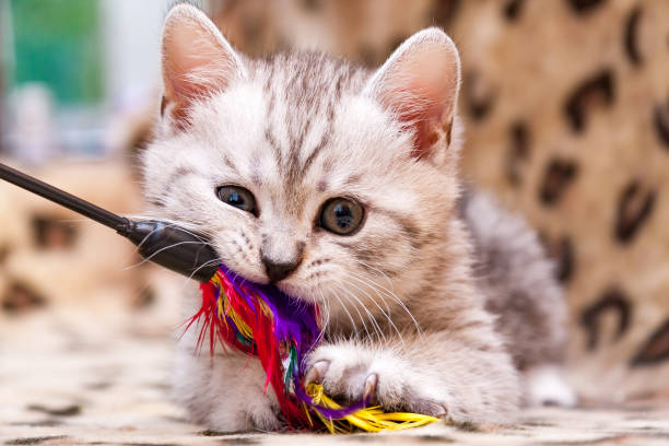 Veterinary Recommended - Cat Toys
