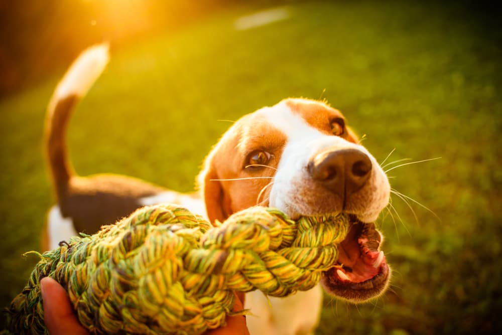 Veterinary Recommended - Dog Toys