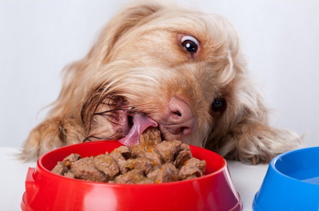 Dog - Wet Food