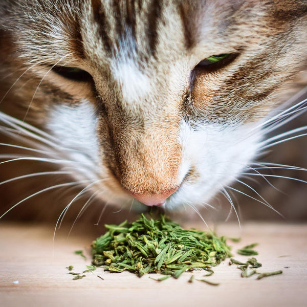 Cat- Catnip