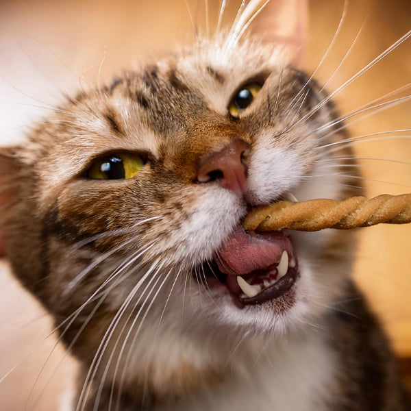 Cat- Dental Treats