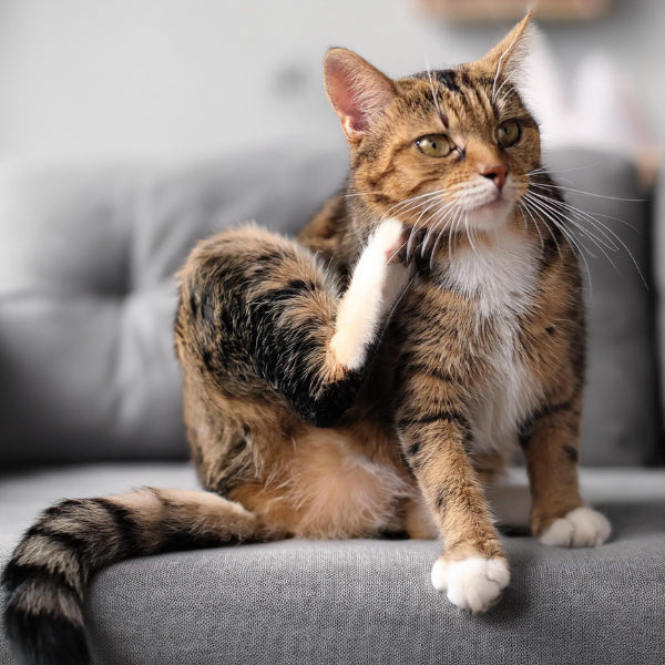 Cat Flea & Tick