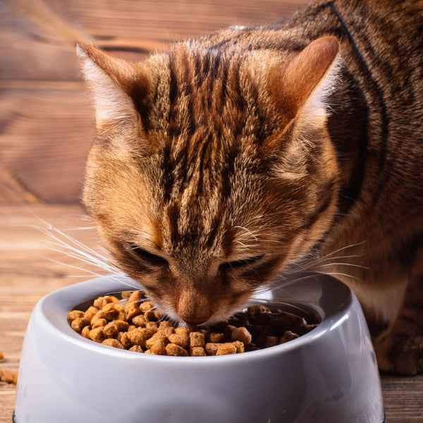 Cat- Soft & Chewy Treats