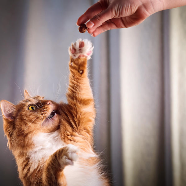 Cat- Training Treats