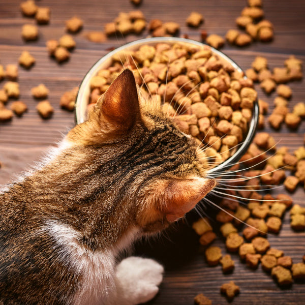 Cat- Crunchy Treats