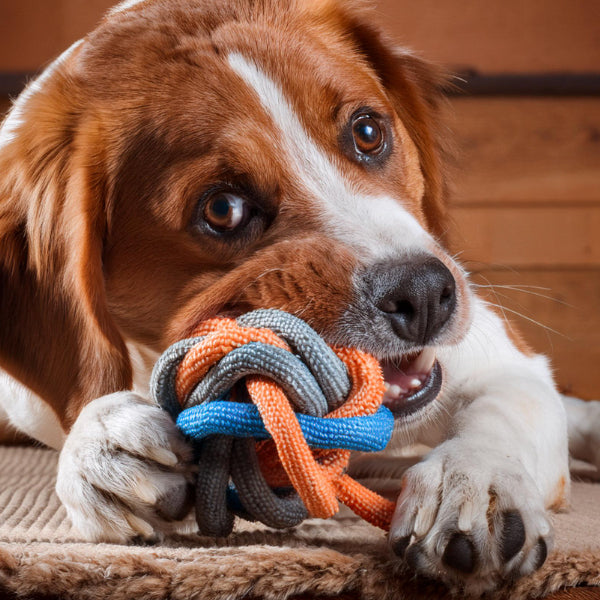 Dog- Chew Toys