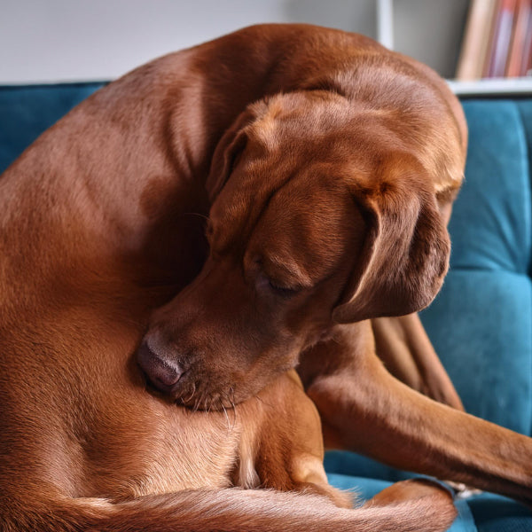 Dog Flea & Tick