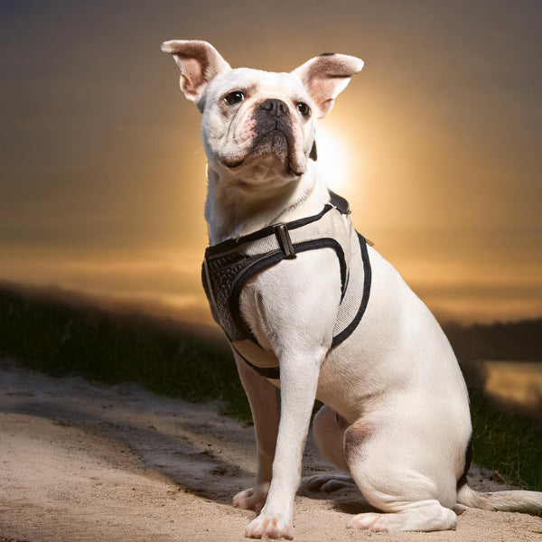 Harnesses