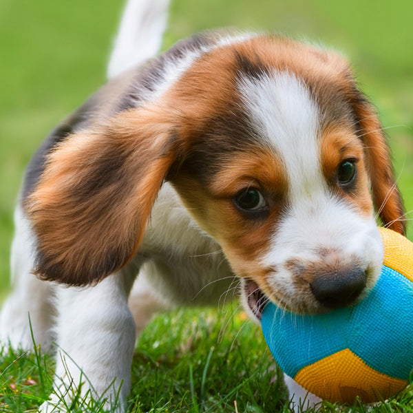 Dog- Interactive Toys
