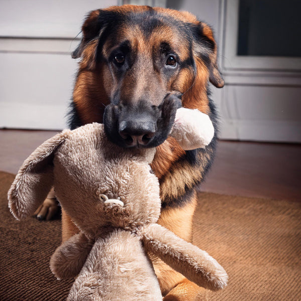 Dog- Plush Toys