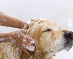 Dog Grooming